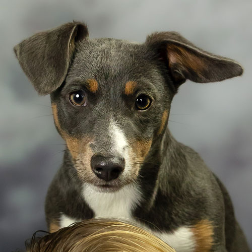 Image is not available